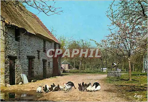 Cartes postales moderne La Normandie Pittoresque Cour de ferme Poules