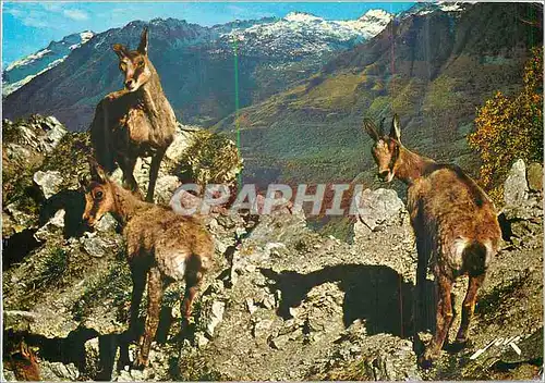 Cartes postales moderne Les Pyrenees Famille d'Isards veritables