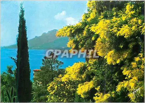 Moderne Karte La Cote d'Azur Printemps sur la Cote d'Azur les Mimosas en fleur