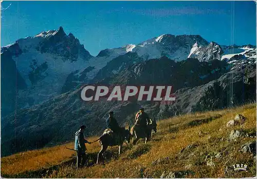 Cartes postales moderne Montee au plateau d'Emparis (Hautes-Alpes) Ane Donkey