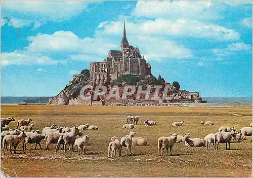 Cartes postales moderne Le Mont Saint Michel (Manche) Le Mont et les Paturage de pres sales Moutons
