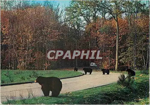 Cartes postales moderne Safari Parc du Haut Vivarais Ours en liberte