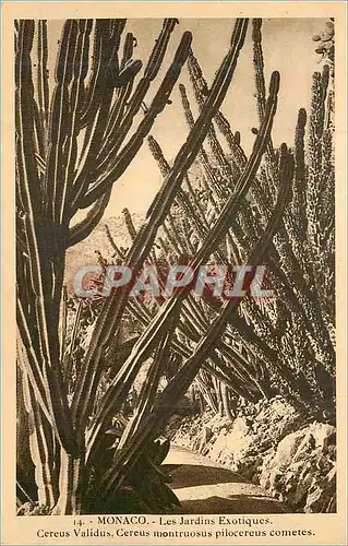 Cartes postales Monaco Les Jardins Exotiques