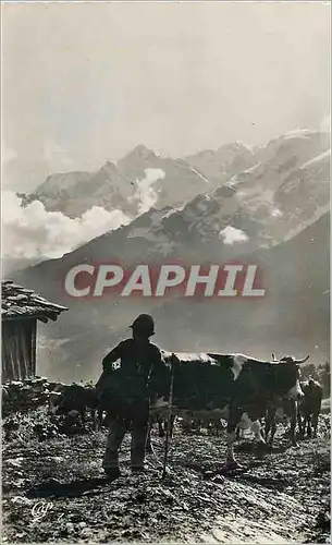 Cartes postales moderne Dans les alpages du massif du Mont Blanc la sortie du betail au petit jour Vaches