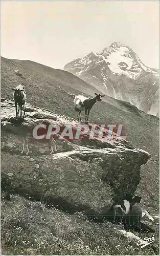 Cartes postales moderne Paysages alpestres chevres en haute montagne Chevres