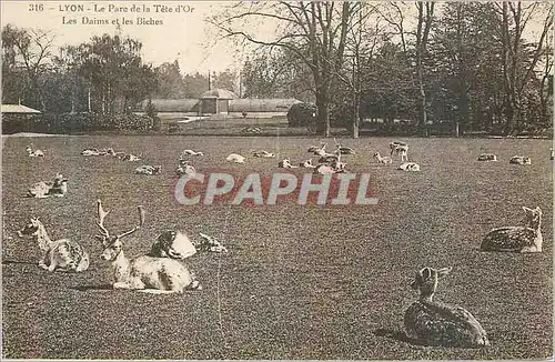 Cartes postales Lyon le parc de la tete d'or les daims et les biches