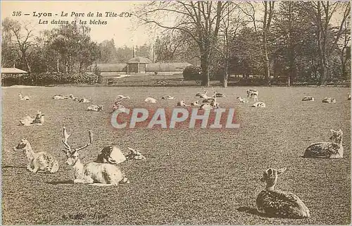 Cartes postales Lyon le parc de la tete d'or les daims et les biches