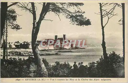 Cartes postales Antibes (A M) Vue a travers les Pins et la Chaine des Alpes neigeuses