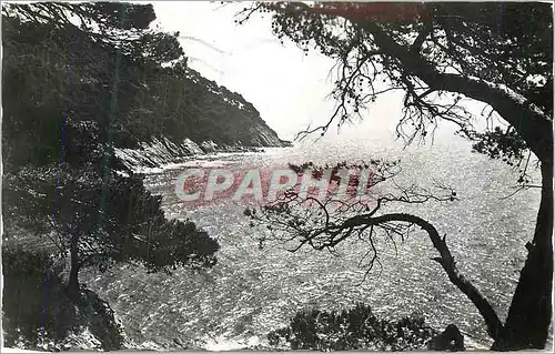 Cartes postales moderne Cavalaire-Sur-Mer (Var) Pointe de la Vigie