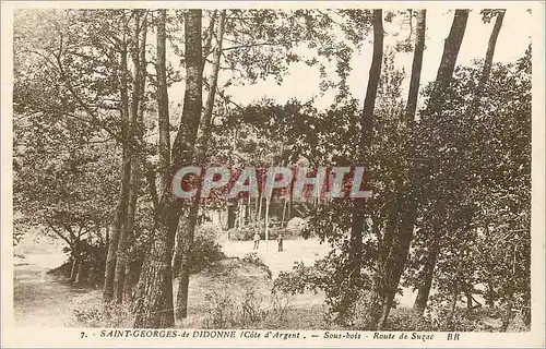 Cartes postales Saint Georges de Didonne Cote d Argent Sous bois Route de Suzac