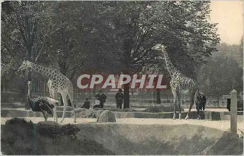 Cartes postales Museum National d Histoire Naturelle Parc Zoologique Du Bois de Vincennes Paris Giraffe Autruche