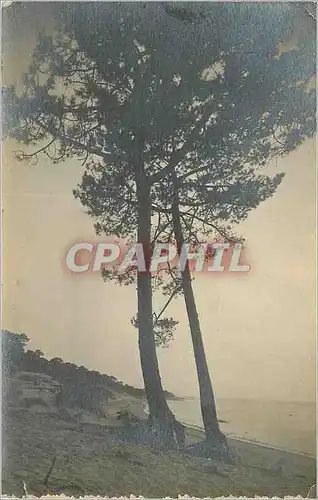 CARTE PHOTO Arbres Arcachon