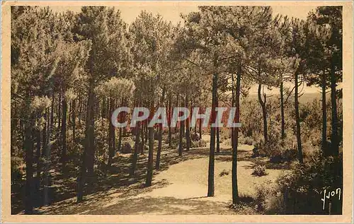 Cartes postales Pyla sur Mer Gironde Les pins vers la grande dune