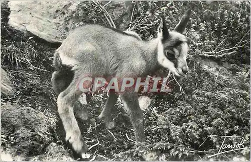 Moderne Karte Les Animaux de la Montagne Petit Chamois