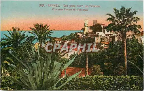 Cartes postales Cannes Vue prise entre les Palmiers