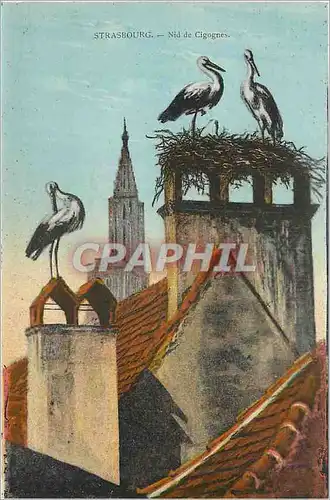 Cartes postales Strasbourg Nid de Cigognes