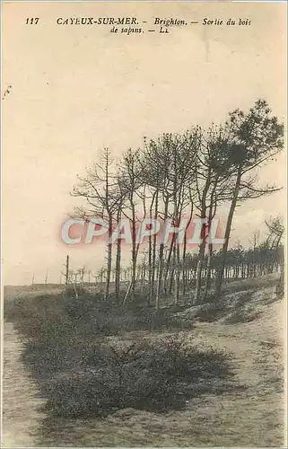 Cartes postales Cayeux sur Mer Brighton Sortie du bois de sapins