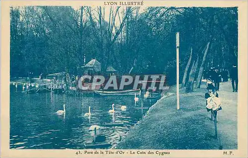 Cartes postales Lyon Illustre Parc de la Tete d Or Le coin des Cygnes