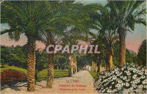 Cartes postales Nice Palmiers du Chateau