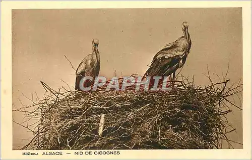 Cartes postales Alsace Nid de Cigognes