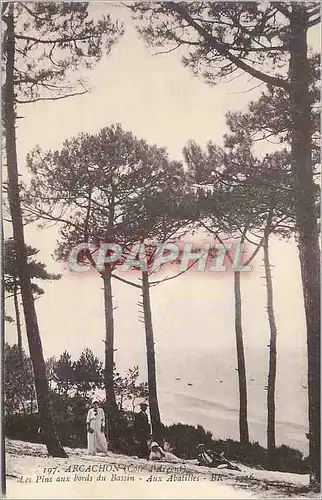 Cartes postales Arcachon Cote d Argent Les Pins aux bords du Bassin