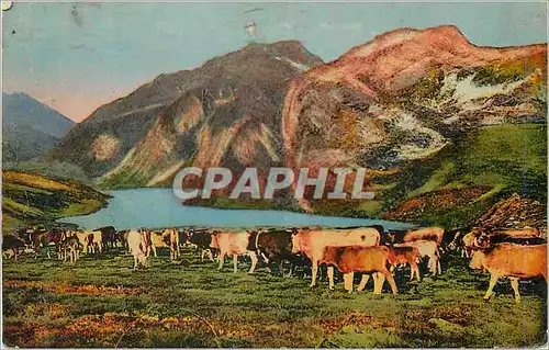 Cartes postales Tableaux Pyreneens Troupeau descendant des hauts paturages