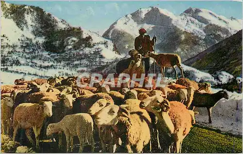 Cartes postales Tableaux Pyreneens Un troupeau dans la montagne Moutons Elevage