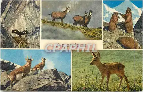 Moderne Karte Aigle chamois marmottes bouquetins chevreuil