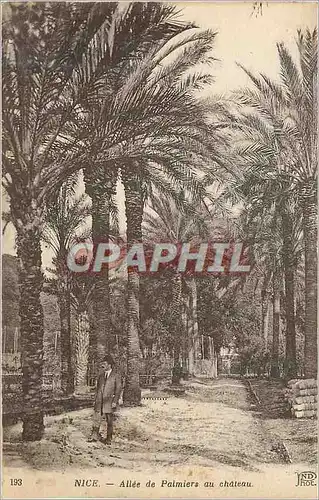 Cartes postales Nice allee de palmiers au chateau