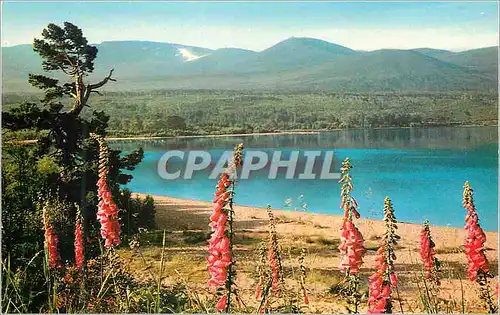 Cartes postales moderne Loch Morlich