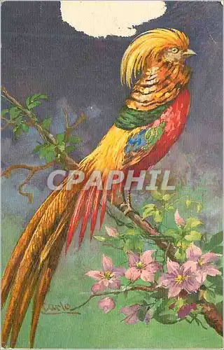 Cartes postales Oiseau