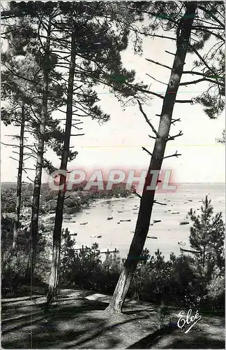 Cartes postales moderne Bassin d'Arcachon (Gironde) Echappee sur le Bassin a Travers les Pins