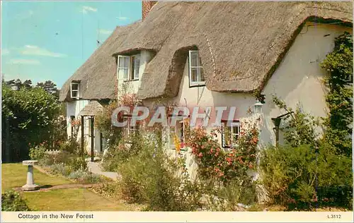 Cartes postales moderne Cottage in the New Forest