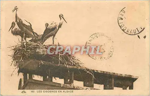 Cartes postales Les Cigognes en Alsace