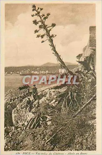 Ansichtskarte AK Nice Vue Brise du Chateau Aloes en Fleurs