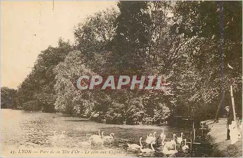 Ansichtskarte AK Lyon Parc de la Tete d'Or Le Coin aux Cygnes