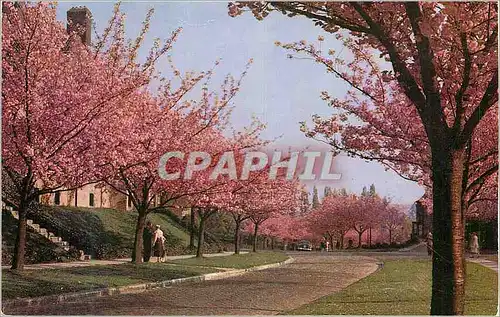 Cartes postales moderne Boitsfort Le Logis Cerisiers en Fleurs