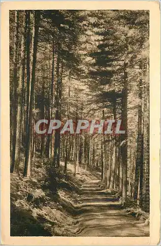 Cartes postales Corse la Route de Corte en Foret d'Aitone