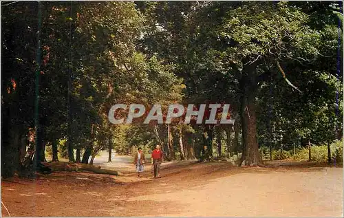 Cartes postales moderne Forest Walk in Sherwood