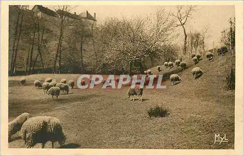 Cartes postales Notre Belle Campagne Moutons au Paturage