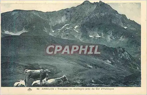 Cartes postales Argeles Troupeau en Montagne Pres du Col d'Aubisque Vaches
