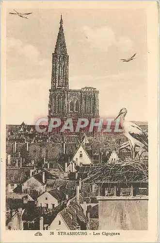 Cartes postales Strasbourg les Cigognes
