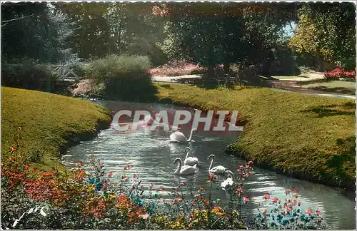 Cartes postales moderne 19 pau (b p) au parc beaumont les cygnes