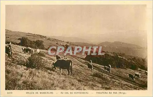 Ansichtskarte AK 2239 vallee de wesserling au col du herrenberg troupeau au hus(refuge)