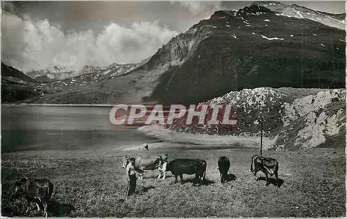 Cartes postales moderne Col du Mont Cenis Paturages Autour du Lac