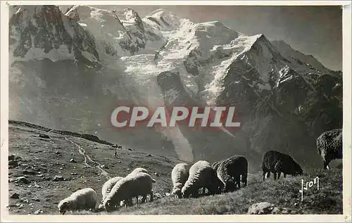 Cartes postales moderne Chamonix (Hte Savoie) La Chaine du Mont Blanc Vue Du Planpraz Moutons