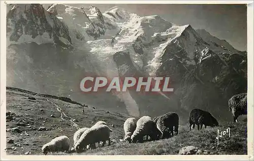 Moderne Karte Chamonix (Hte Savoie) La Chaine du Mont Blanc Vue Du Planpraz Moutons