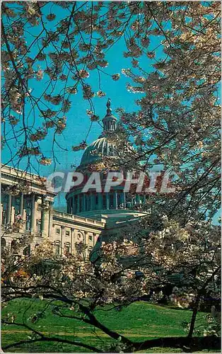 Moderne Karte the United States Capitol at Cherry Blossom Time Whashington DC