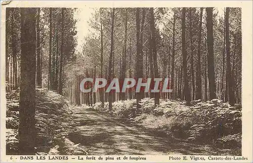 Ansichtskarte AK Dans les Landes La Foret de Pins et De Fougeres