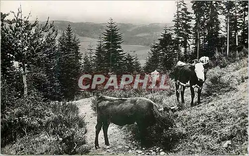 Moderne Karte Scenes Champetres Paturages dans les Bois Vaches